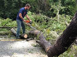 Best Root Management and Removal  in Oak View, CA