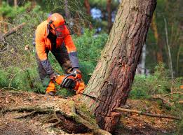 Best Tree Risk Assessment  in Oak View, CA