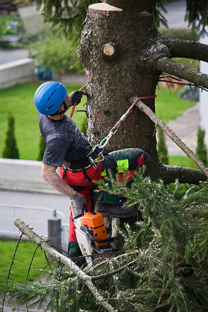 Best Leaf Removal  in Oak View, CA