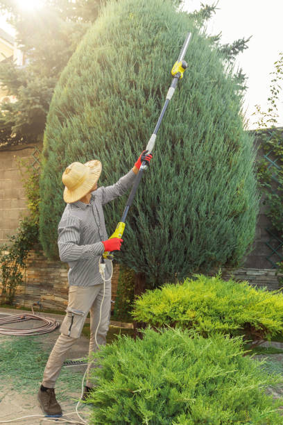 Best Lawn Watering Services  in Oak View, CA